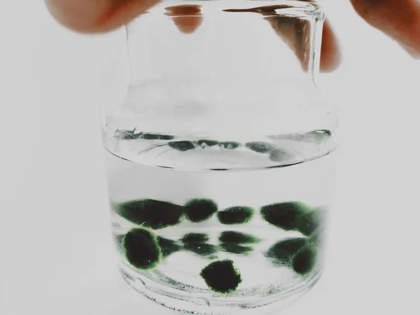 glass of water with mini marimo moss ball on white background
