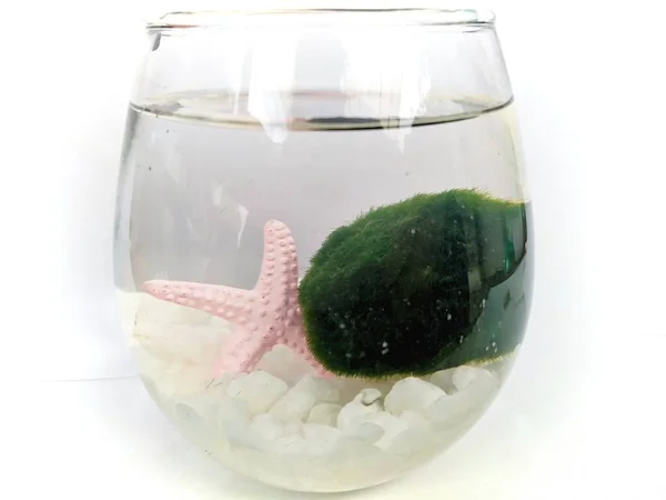 Marimo Mosbal Levend Een Glas Met Roze Zeester Witte Stenen — Stockfoto