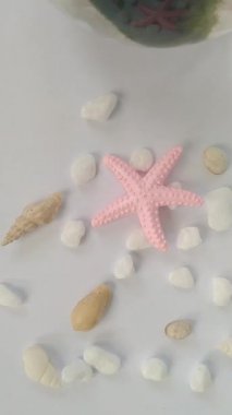 Deniz kabuğu, pembe deniz yıldızı ve beyaz taşlarla dolu bir camda canlı Marimo yosun topu.
