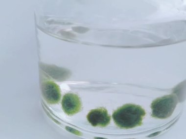 Cam bir kavanozda mini Marimo koleksiyonu.