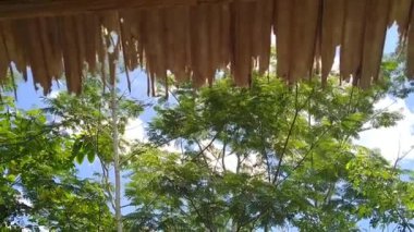 Yeşil ağaç, bitki örtüsü ve palmiye yaprağı çatısı