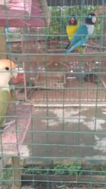 Güzel bir kuşun yakın çekimi.