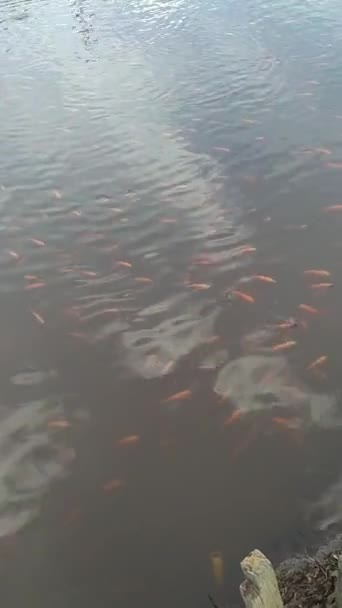 Bela Vista Lago Aldeia Com Peixes Água Doce Peixe Papagaio — Vídeo de Stock