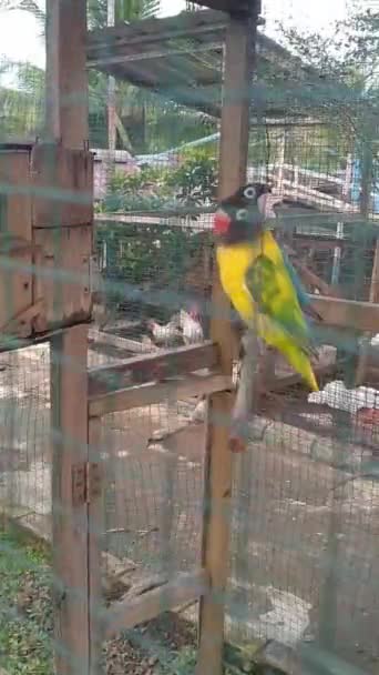 Hayvanat Bahçesindeki Güzel Renkli Aşk Kuşu — Stok video
