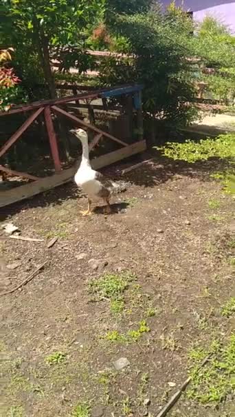 Video Goose Walking Park — Stock Video