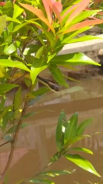 Ένα Μικρό Φίδι Στο Δέντρο — Αρχείο Βίντεο