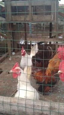 Bir grup kısa bacaklı Bantam tavuğu kümeste