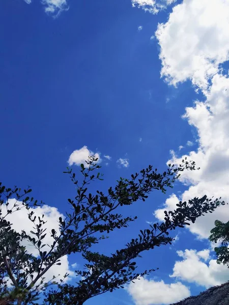 나무와 아름다운 — 스톡 사진