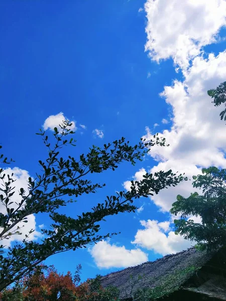 Bela Paisagem Com Árvores Céu Azul — Fotografia de Stock