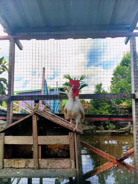 Krótkonogi Kurczak Bantam Farmie — Zdjęcie stockowe