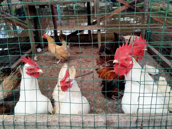 Kurzbeinige Bantam Hühner Auf Dem Bauernhof — Stockfoto