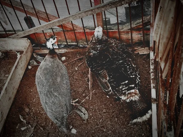 Turkey chicken top view in the coop