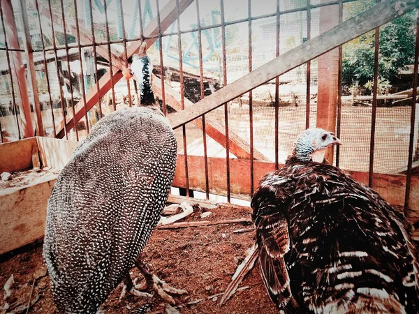 Beautiful Turkeys in the coop