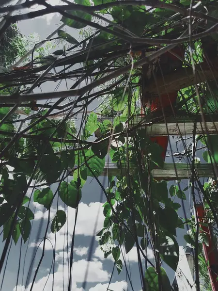 木のトレリスに忍び寄る植物 — ストック写真