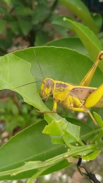 Actividad Insectos Más Cerca Video Grasshopper Está Comiendo Hojas Doble — Vídeo de stock