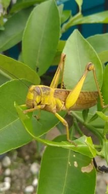 Yeşil bir çekirgenin yaprakları iki kat hızlı yediği yakın plan bir fotoğraf. Doğal video