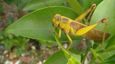Çekirgelerin portakal ağacı yaprakları yediği video.