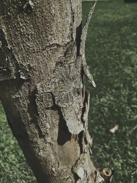 Стара Текстура Кори Дерева — стокове фото