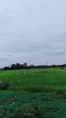 Travel videos in the village.  You can see views of rice fields, gardens, various plants such as oil palm, sweet potatoes and others.