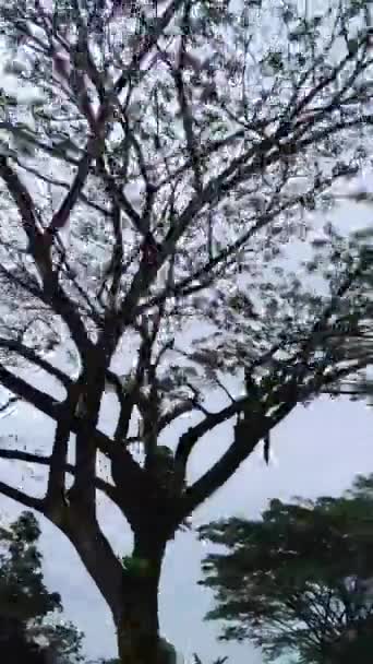 Βίντεο Από Θέα Των Δέντρων Στην Άκρη Του Δρόμου Του — Αρχείο Βίντεο
