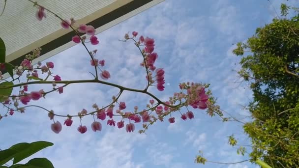 Video Pink Flowers Blowing Wind Transparent Roof — Vídeos de Stock