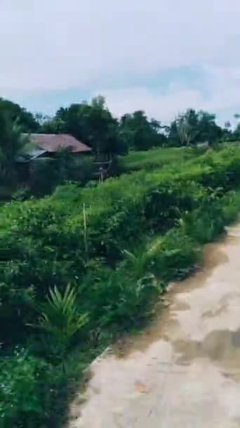 Vídeo Paisagem Uma Aldeia Com Tempo Nublado Onde Rios Plantas — Vídeo de Stock