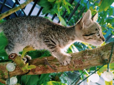 Bahçedeki ağaçtaki kedi