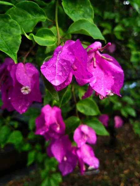Рожева Квітка Саду Яскравий Фон — стокове фото