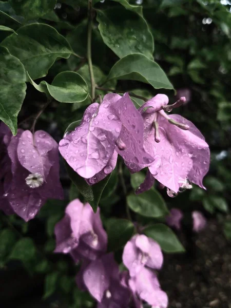 Красиві Рожеві Квіти Саду Після Дощу Який Фон — стокове фото