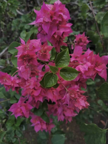 Красива Червона Квітка Саду Влітку — стокове фото