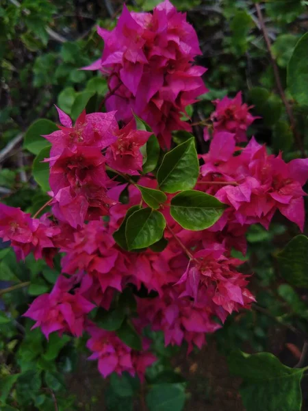 Красиві Квіти Бугенвільї Пурпурової Саду — стокове фото