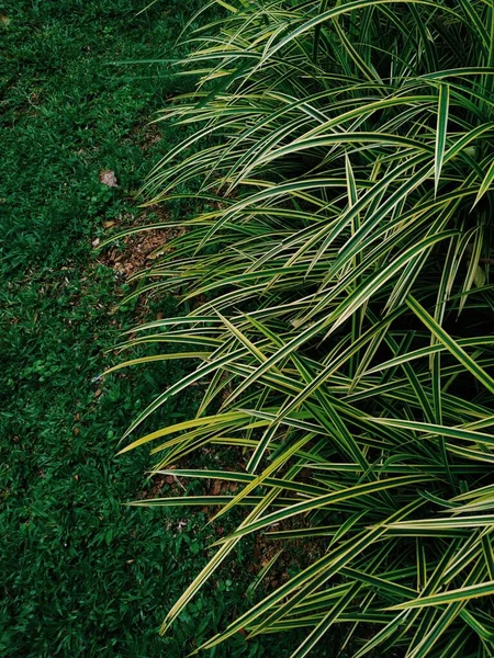 Green Grass Background Abstract Natural Texture Top View Copy Space — Stockfoto