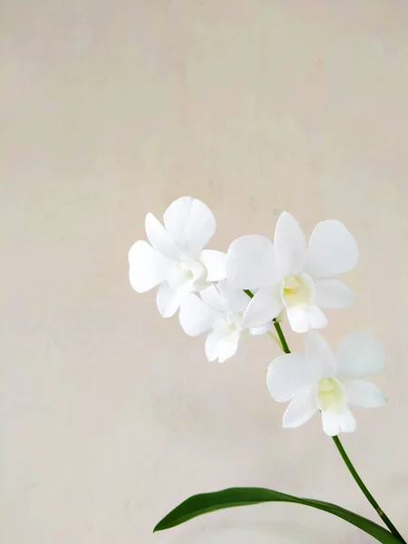 Fleur Orchidée Blanche Phalaenopsis Amabilis Sur Fond Clair — Photo
