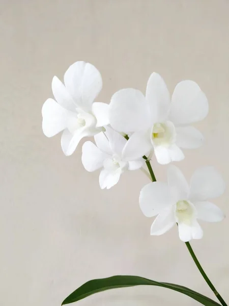 Belle Fleur Orchidée Blanche Phalaenopsis Amabilis Sur Fond Clair — Photo