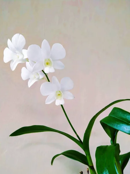 Belle Fleur Orchidée Blanche Phalaenopsis Amabilis Sur Fond Clair — Photo