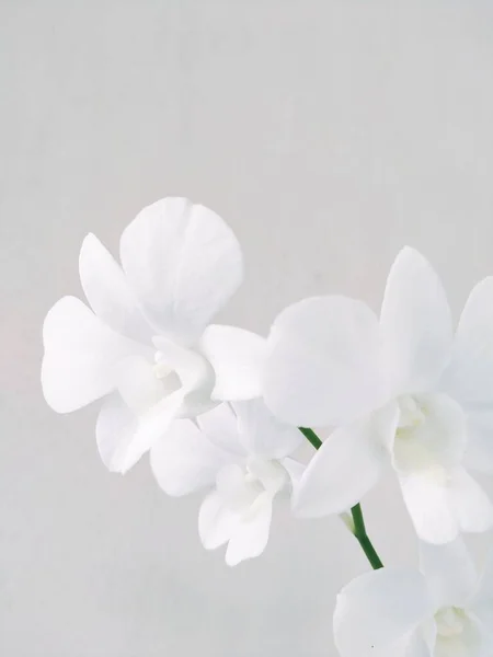 Красивые Белые Орхидеи Размытым Фоном — стоковое фото