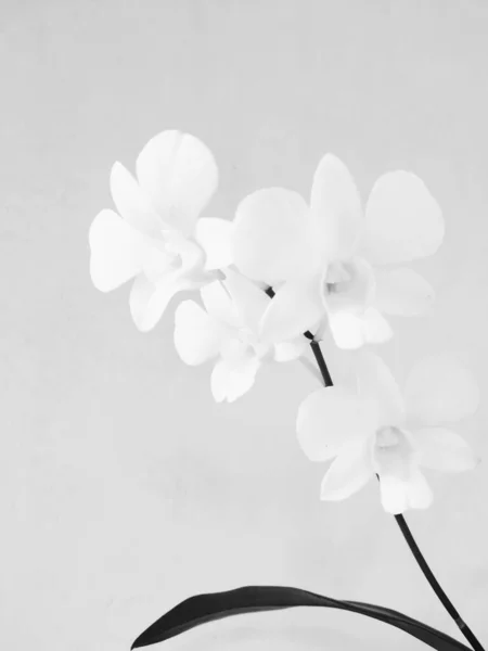 White Orchid Flower Phalaenopsis Amabilis Gray Background — Stock Photo, Image