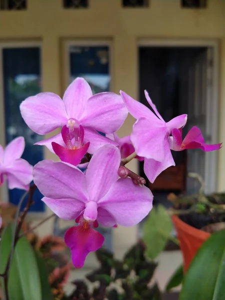 orchid, pink, purple, green, with a blurred background