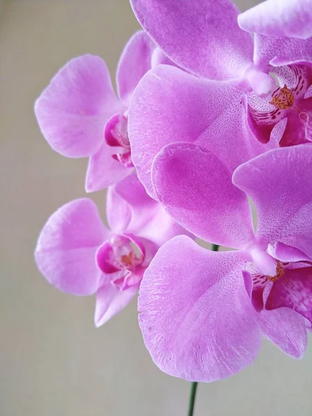 Gros Plan Fleur Orchidée Phalaenopsis Amabilis Sur Fond — Photo
