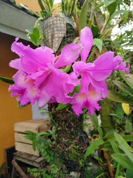 Рожева Квітка Орхідей Саду — стокове фото