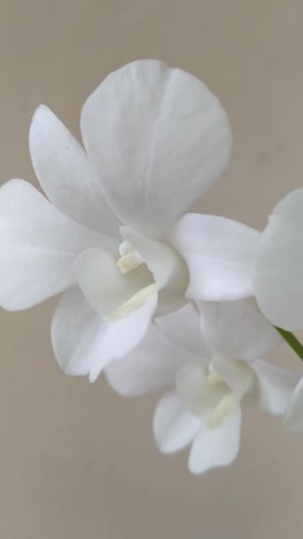 Video Bella Orchidea Bianca Phalaenopsis Amabilis Sul Piatto — Video Stock