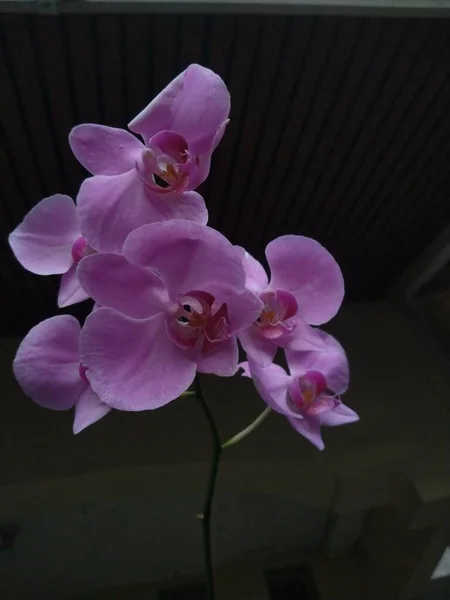 Lila Orchideenblüte Oder Phalaenopsis Amabilis Auf Dunklem Hintergrund — Stockfoto