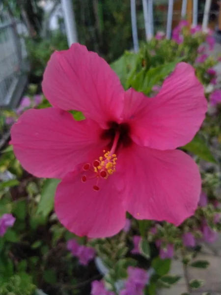 Beautiful Pink Hibiscus Rosa Sinensis Flower Garden — Stock Photo, Image