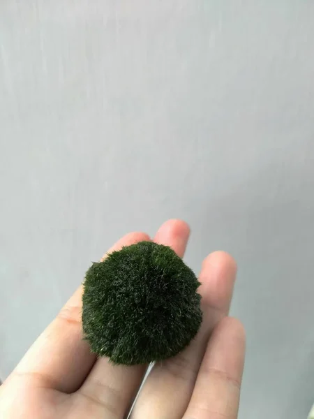 Alive Green Marimo Moss Ball Japan Moss Hands Woman — Stock fotografie