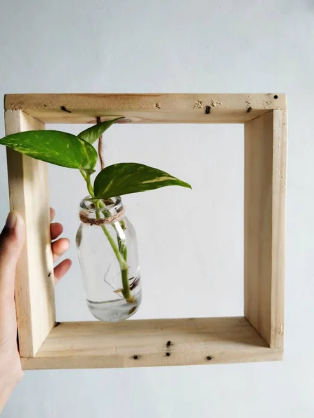 plant in handmade hanging jar on white background