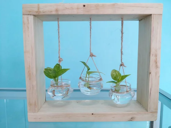 Green Plant Unique Glass Jar Blue Background — Stockfoto