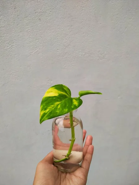 Hand Holding Epipremnum Aureum Glass Vase White Background — Stock fotografie