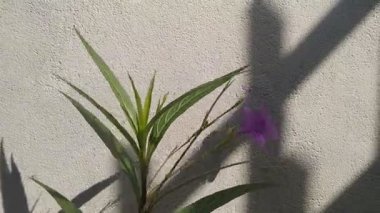 Video of purple flowers in the wind in the garden during the day, on a white background