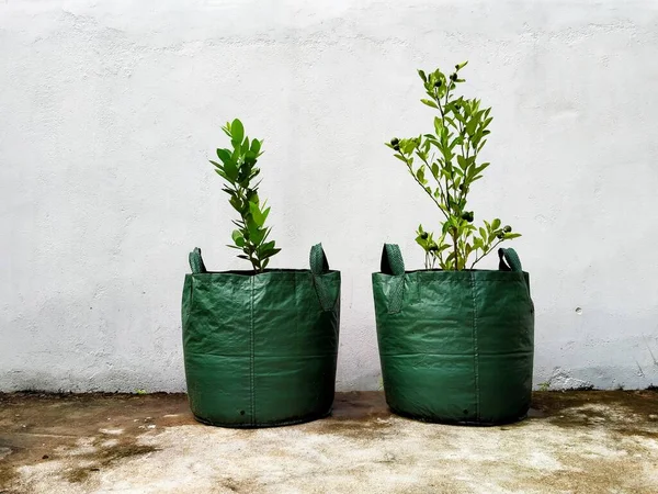 Green Plant Small Pot Gray Concrete Background — Stock fotografie