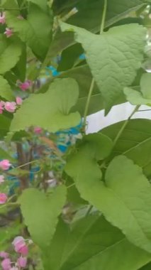 pink flowers in the garden video. beautiful snippets for your videos.